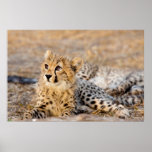 Cheetah Cub Print