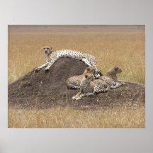 Cheetah Family on the Mara Posters