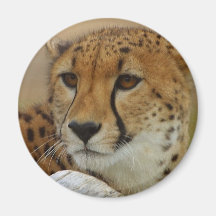 Cheetah Fridge Magnets