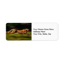 Cheetah Hunting His Prey Labels