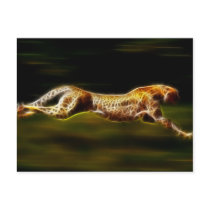 Cheetah Hunting His Prey Postcard