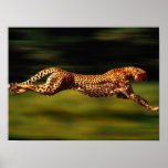 Cheetah Hunting His Prey