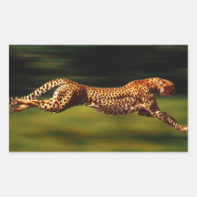 Cheetah Hunting His Prey Rectangular Stickers