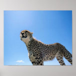 CHEETAH IN THE SKY POSTER