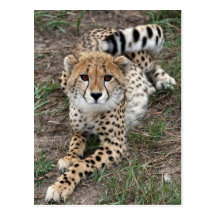 Cheetah Info Card Post Cards