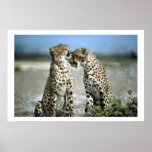 Cheetah Kisses Wildlife Poster posters