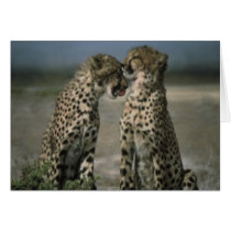 Cheetah Love Cards