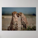 Cheetah Love posters