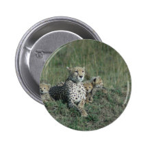 Cheetah Mom and her three cubs Buttons