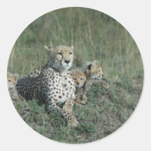 Cheetah Mom and her three cubs Round Stickers