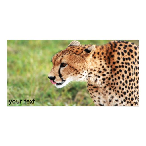 Cheetah Photo Card