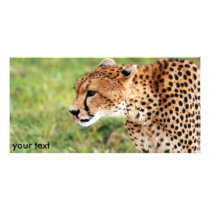 Cheetah Photo Card