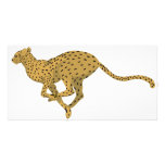 Cheetah! photo cards