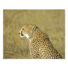Cheetah Portrait Photograph