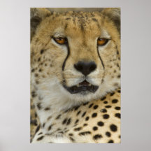 Cheetah Portrait Plakatdrucke