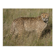 Cheetah Post Card