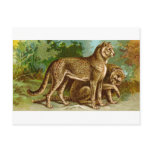 Cheetah Post Cards