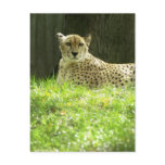Cheetah Postcard
