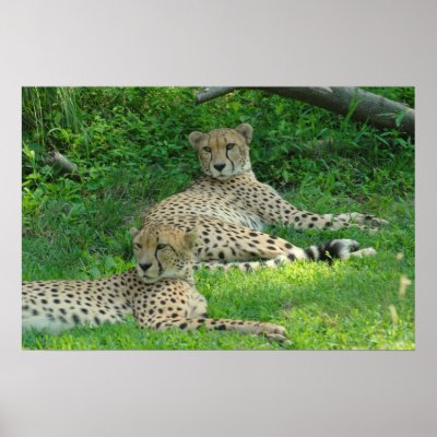 Cheetah Poster by ZunigasArt