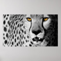Cheetah Poster