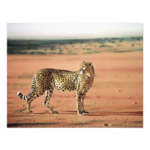 Cheetah Prints Invitations