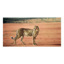 Cheetah Prints Photo Cards