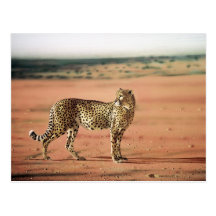 Cheetah Prints Post Cards