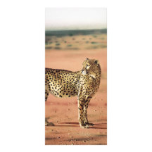Cheetah Prints Rack Cards