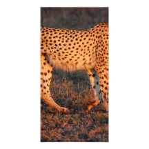 Cheetah South Africa at Sunset Photo Card
