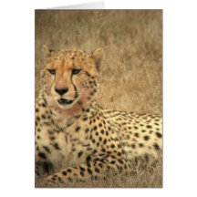 Cheetah Spots Greeting Card