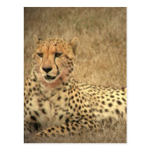Cheetah Spots Postcard