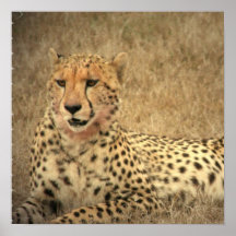 Cheetah Spots Poster
