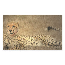Cheetah Spots Sticker