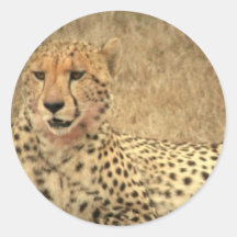 Cheetah Spots Sticker