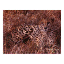 Cheetah Stare Post Cards