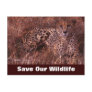 Cheetah Stare, Save Our Wildlife Postcard