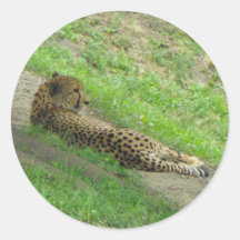 Cheetah Sticker
