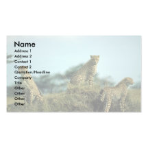 Cheetah trio skylined on hill business cards