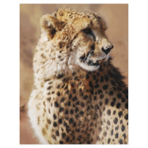 Cheetahs beauty in Africa Personalized Flyer