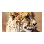 Cheetahs beauty in Africa Personalized Photo Card
