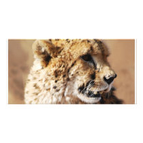 Cheetahs beauty in Africa Photo Card Template