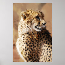 Cheetahs beauty in Africa Print