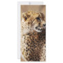 Cheetahs beauty in Africa Rack Card Template