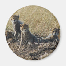 Cheetahs Fridge Magnets