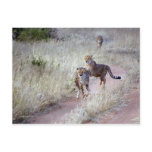 Cheetahs in Namibia Post Card