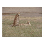 Cheetahs-Ngorongoro Crater Postcards
