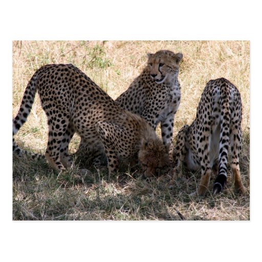 cheetahs post card