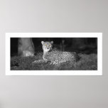 Cheeting Eyes Print