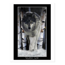 CHEF des cartes postales de loup de ~ de PAQUET