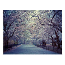 Chemin de fleurs de cerisier de Central Park Carte Postale